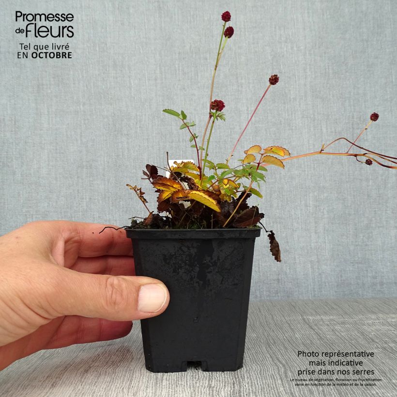 Amostra de Sanguisorba officinalis Tanna Vaso de 8/9 cm tal como entregue no outono
