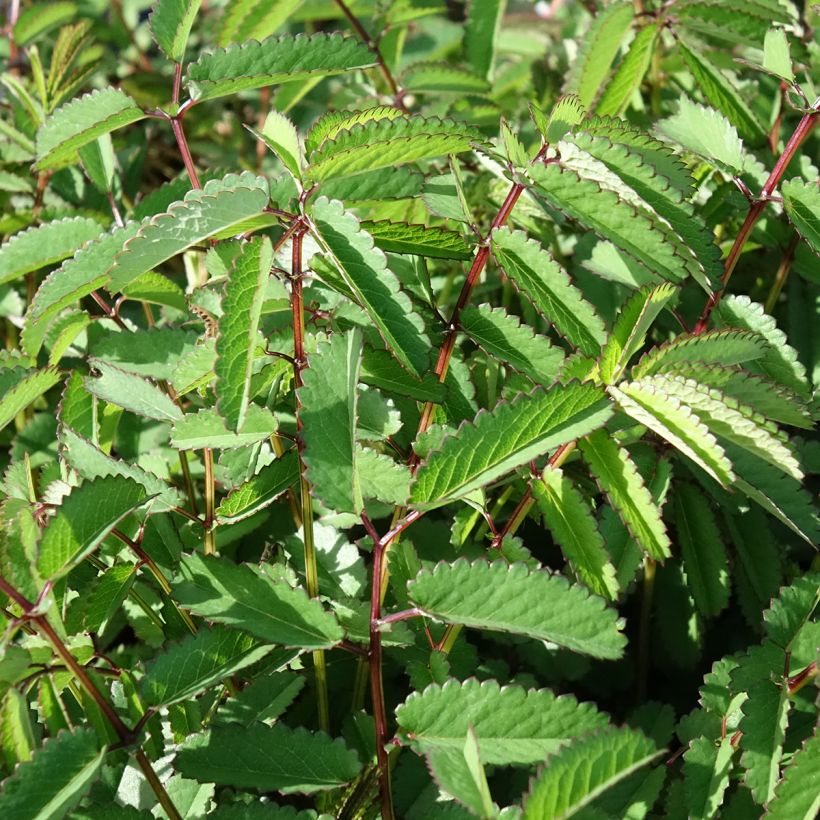 Sanguisorba Plum Drops - Pimpinela (Folhagem)