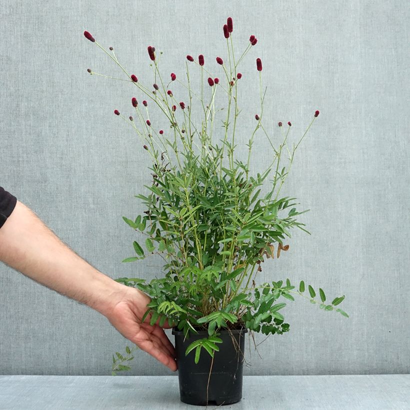 Amostra de Sanguisorba Plum Drops - Pimpinela Vaso de 1,5 L/2 L tal como entregue no verão