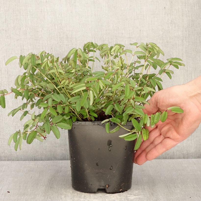 Amostra de Sanguisorba Plum Drops - Pimpinela Vaso de 1,5 L/2 L tal como entregue na primavera