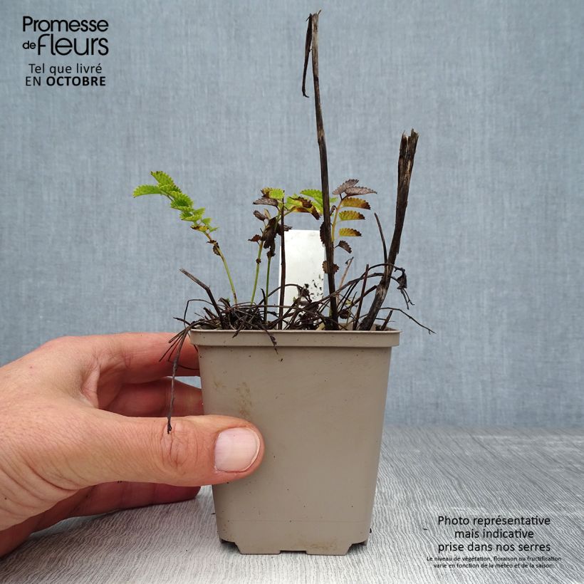 Amostra de Sanguisorba Proud Mary Vaso de 8/9 cm tal como entregue no outono