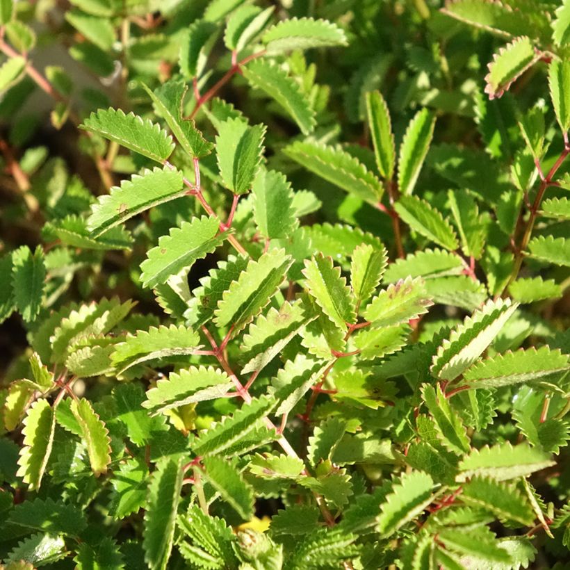 Sanguisorba Proud Mary (Folhagem)