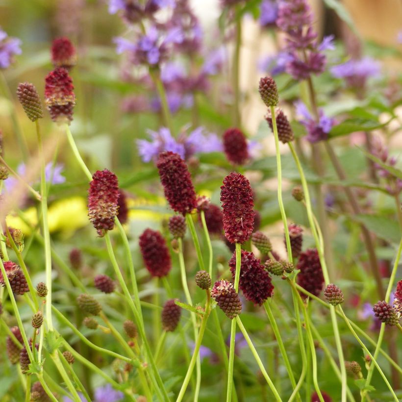Sanguisorba Red Thunder (Floração)