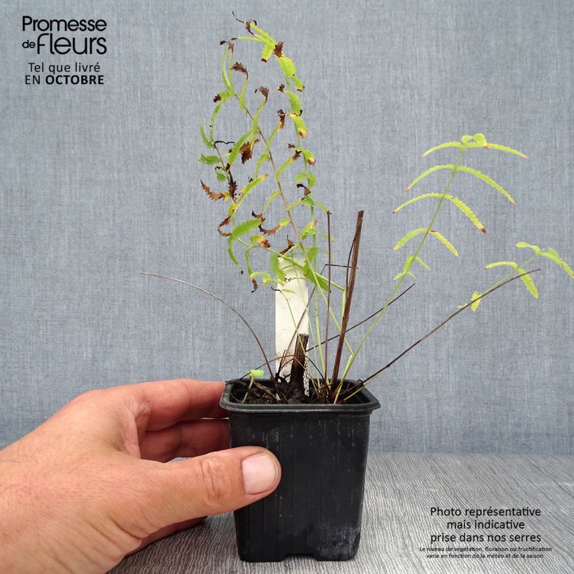 Amostra de Sanguisorba tenuifolia Alba Vaso de 8/9 cm tal como entregue no outono