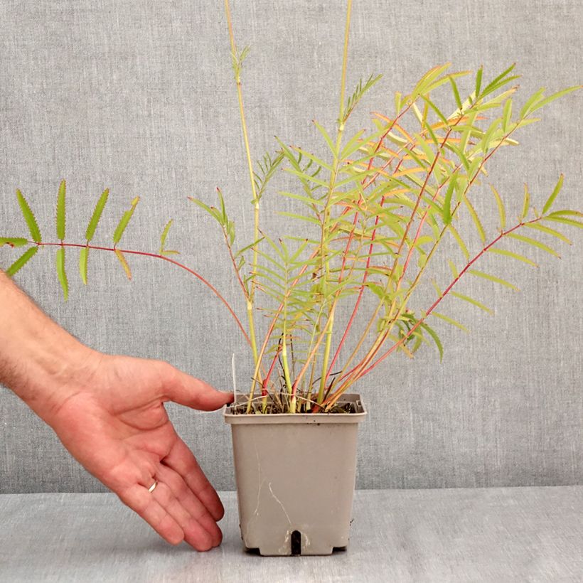 Amostra de Sanguisorba tenuifolia Alba Vaso de 1 L/1,5 L tal como entregue no verão