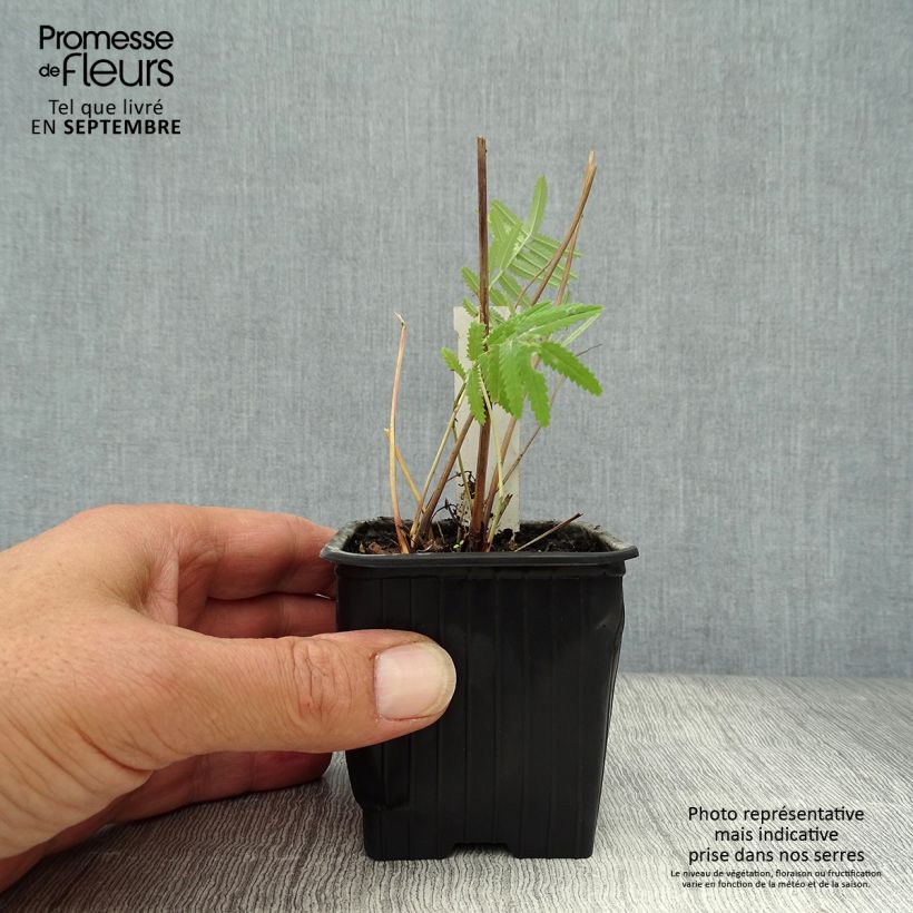 Amostra de Sanguisorba tenuifolia Pink Elephant Vaso de 8/9 cm tal como entregue no outono