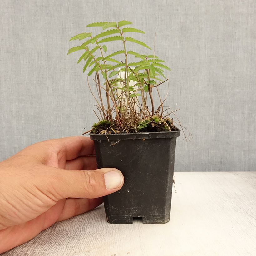 Amostra de Sanguisorba tenuifolia var. purpurea Vaso de 8/9 cm tal como entregue no verão