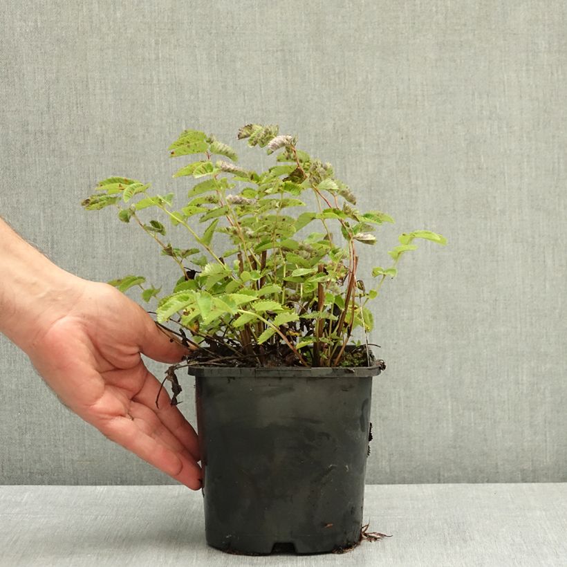 Amostra de Sanguisorba Wake Up - Pimpinela Vaso de 1,5 L/2 L tal como entregue no verão