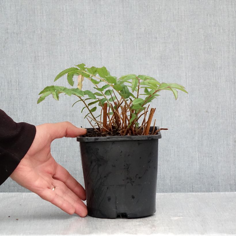 Amostra de Sanguisorba hakusanensis White Brushes Vaso de 2 L/3 L tal como entregue no outono