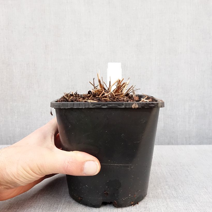 Amostra de Sanguisorba hakusanensis White Brushes Vaso de 2 L/3 L tal como entregue no inverno