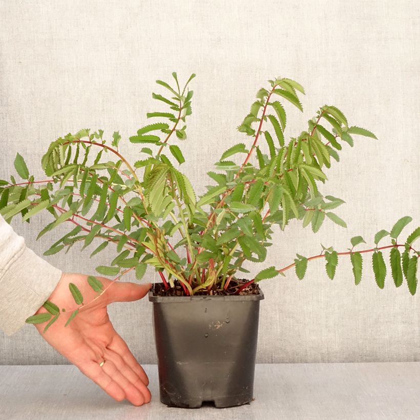 Amostra de Sanguisorba hakusanensis White Brushes Vaso de 2 L/3 L tal como entregue na primavera