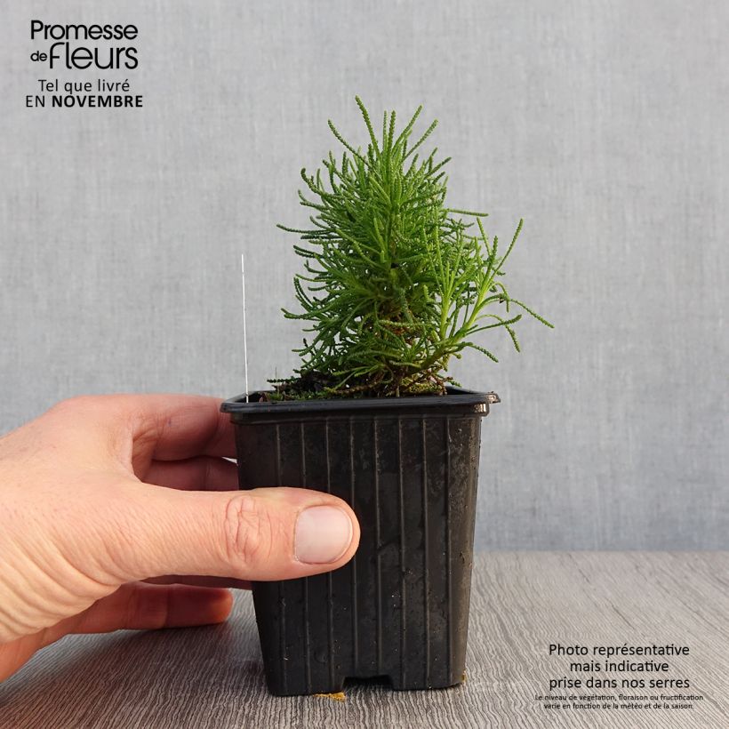 Amostra de Santolina × virens - Santolina de folhas de alecrim Vaso de 8/9 cm tal como entregue no outono
