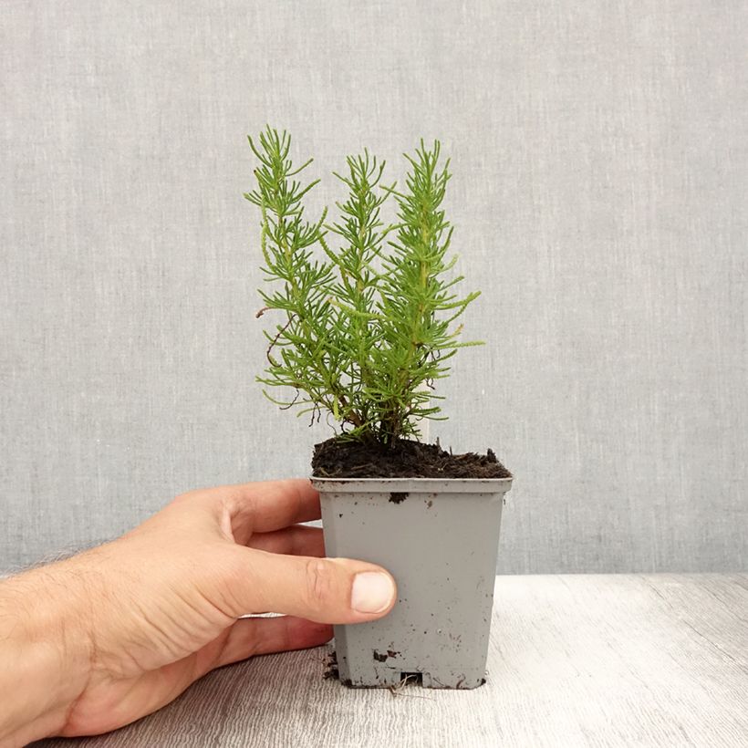 Amostra de Santolina × virens - Santolina de folhas de alecrim Vaso de 8/9 cm tal como entregue no verão