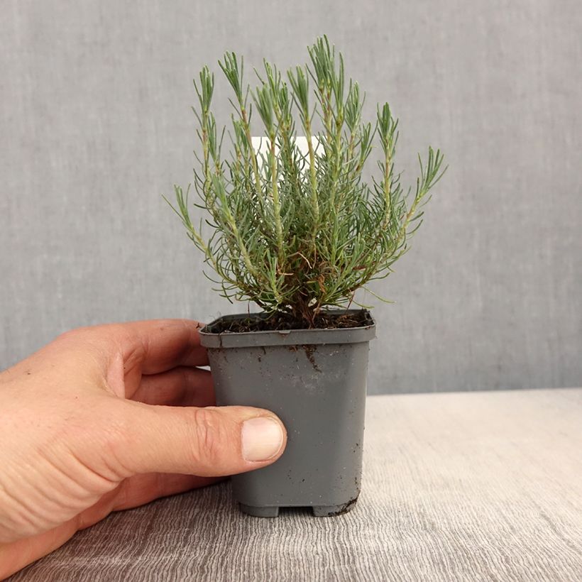 Amostra de Santolina × virens - Santolina de folhas de alecrim Vaso de 8/9 cm tal como entregue na primavera