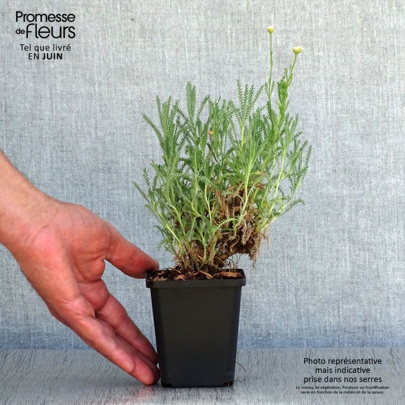 Amostra de Santolina pinnata subsp neapolitana Edward Bowles - Santolina Vaso de 8/9 cm tal como entregue no verão