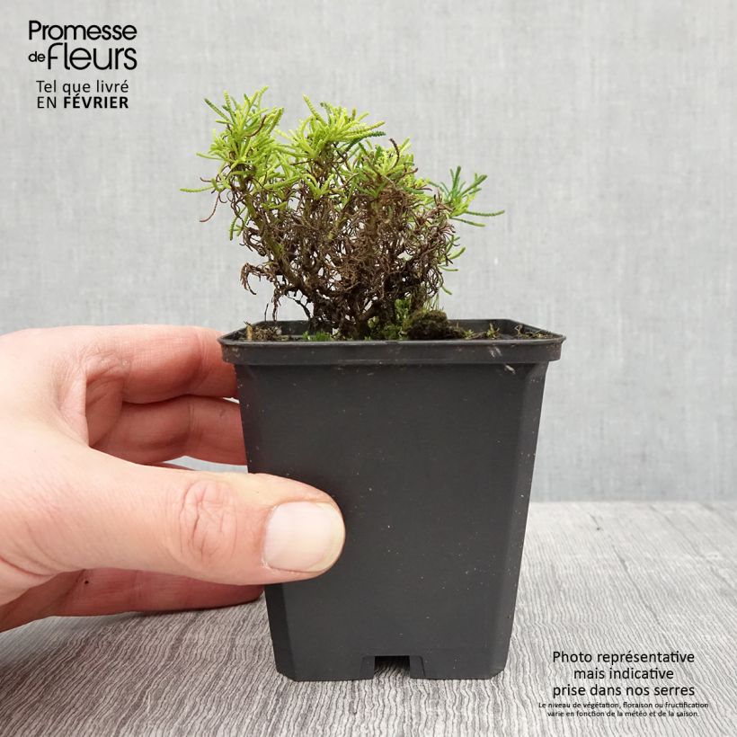 Amostra de Santolina Lemon Fizz Vaso de 8/9 cm tal como entregue no inverno