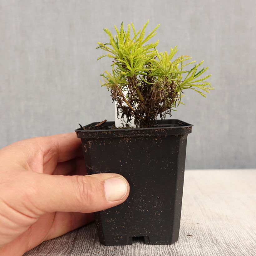 Amostra de Santolina Lemon Fizz Vaso de 8/9 cm tal como entregue na primavera