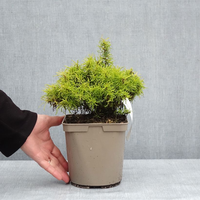 Amostra de Santolina Lemon Fizz Vaso de 2 L/3 L tal como entregue no inverno