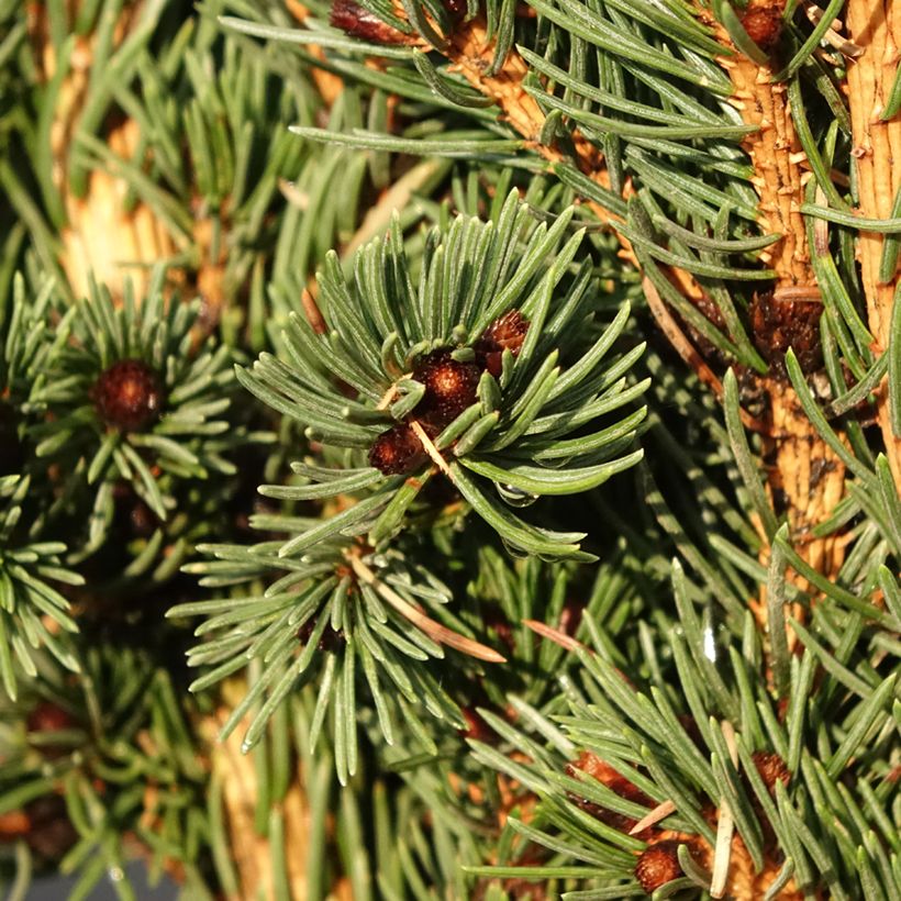 Picea pungens Lucky Strike (Folhagem)