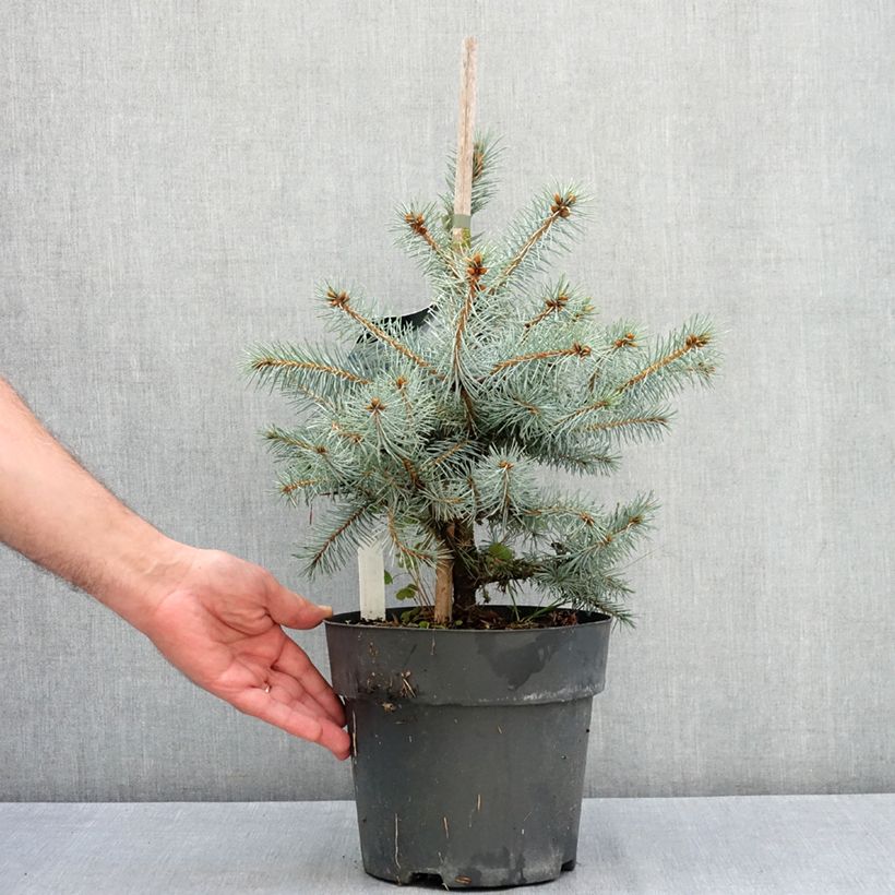 Amostra de Picea pungens Blue Diamond Vaso de 4 L/5 L tal como entregue no verão