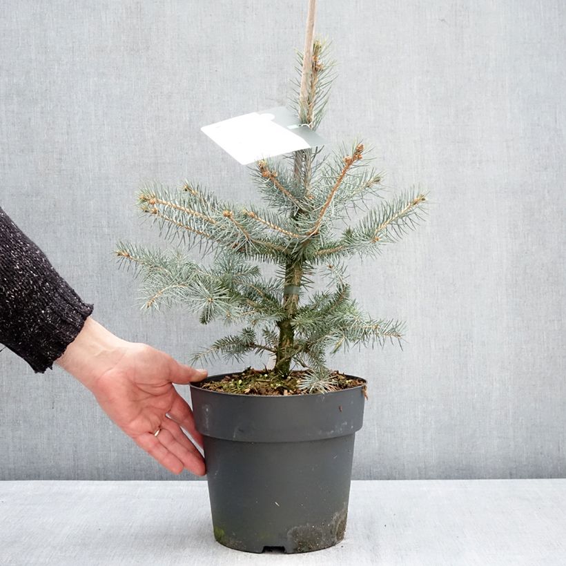 Amostra de Picea pungens Blue Diamond Vaso de 4 L/5 L tal como entregue no inverno
