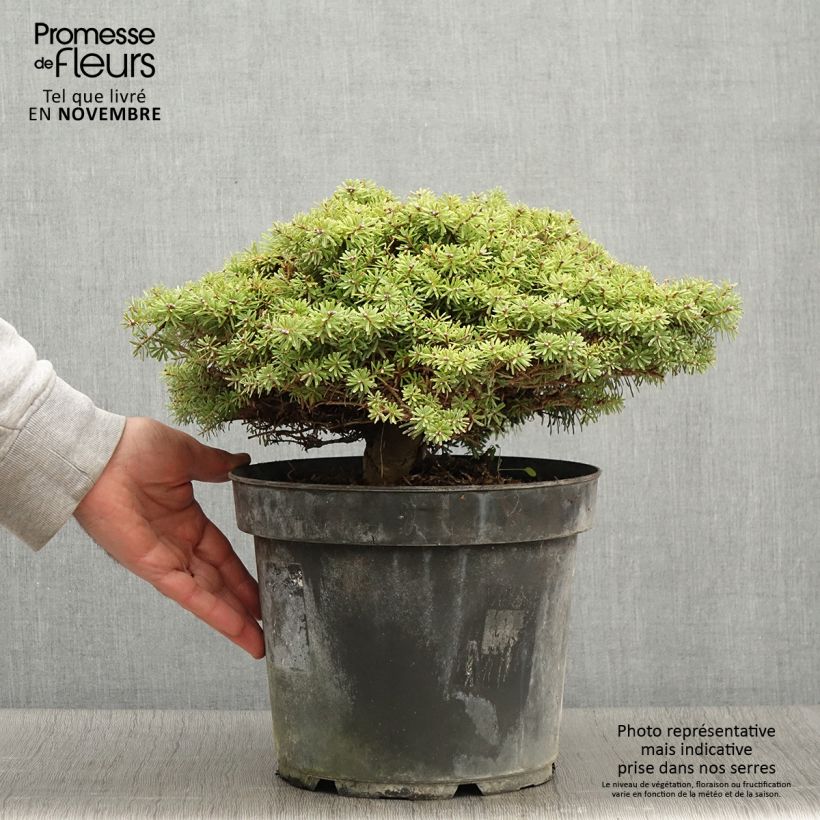 Amostra de Abies koreana Nadelkissen Vaso de 7,5 L/10 L tal como entregue no outono