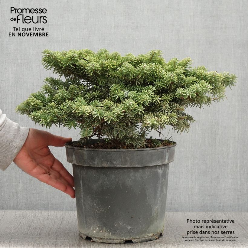Amostra de Abies koreana Tundra Peça tal como entregue no outono