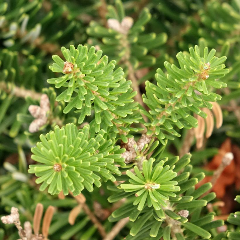 Abies koreana Green Carpet (Folhagem)