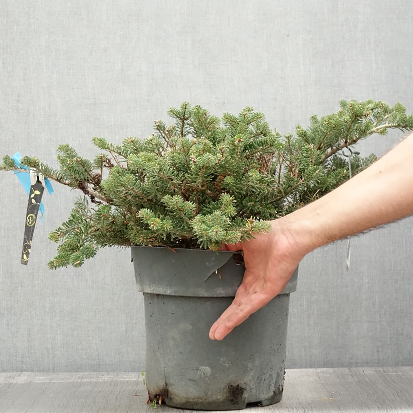 Amostra de Abies koreana Green Carpet Vaso de 3 L/4 L tal como entregue no outono