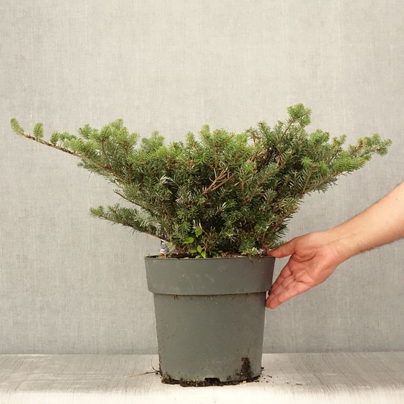 Amostra de Abies koreana Green Carpet Vaso de 3 L/4 L tal como entregue no verão