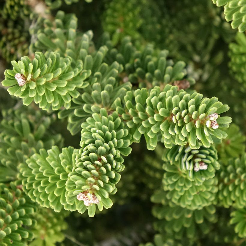 Abies koreana Molli (Folhagem)