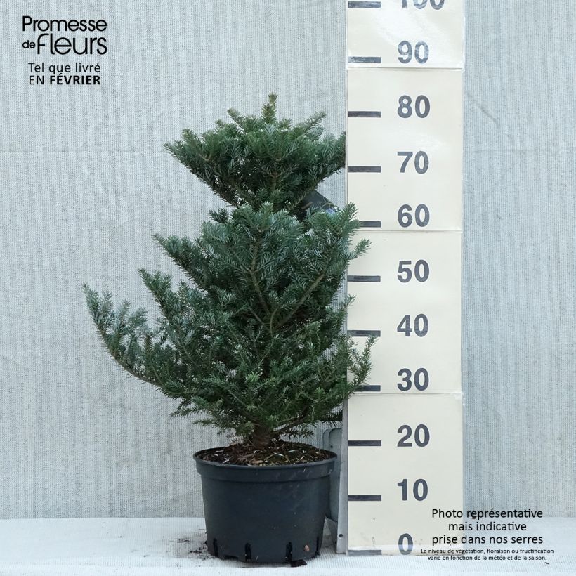 Amostra de Sapin de Corée nain - Abies koreana Molli Vaso de 4 L/5 L tal como entregue no inverno