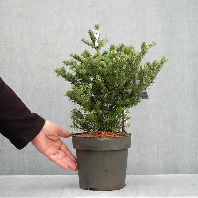Amostra de Abies koreana Molli Vaso de 4 L/5 L tal como entregue no outono