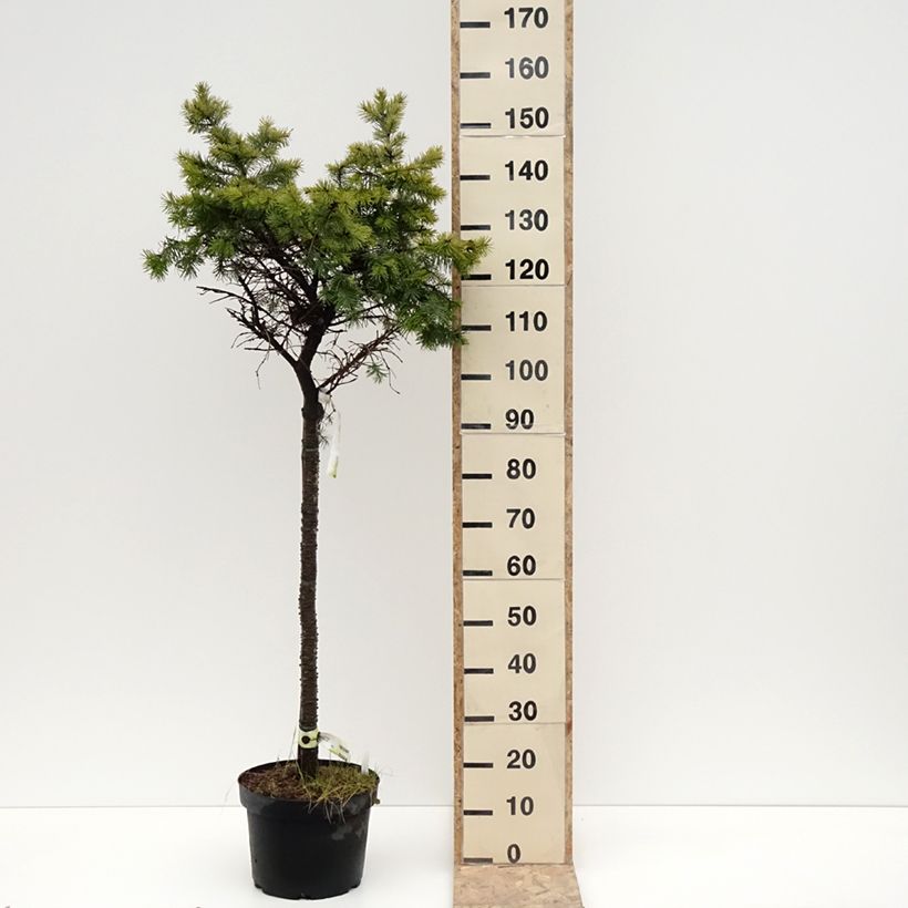 Amostra de Sapin de Douglas - Pseudotsuga menziesii Fletcheri Vaso de 7,5 L/10 L tal como entregue no inverno