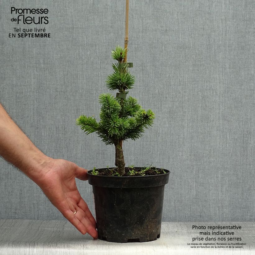 Amostra de Sapin de Douglas - Pseudotsuga menziesii Pannenhoef   Vaso de 3 L/4 L tal como entregue no outono