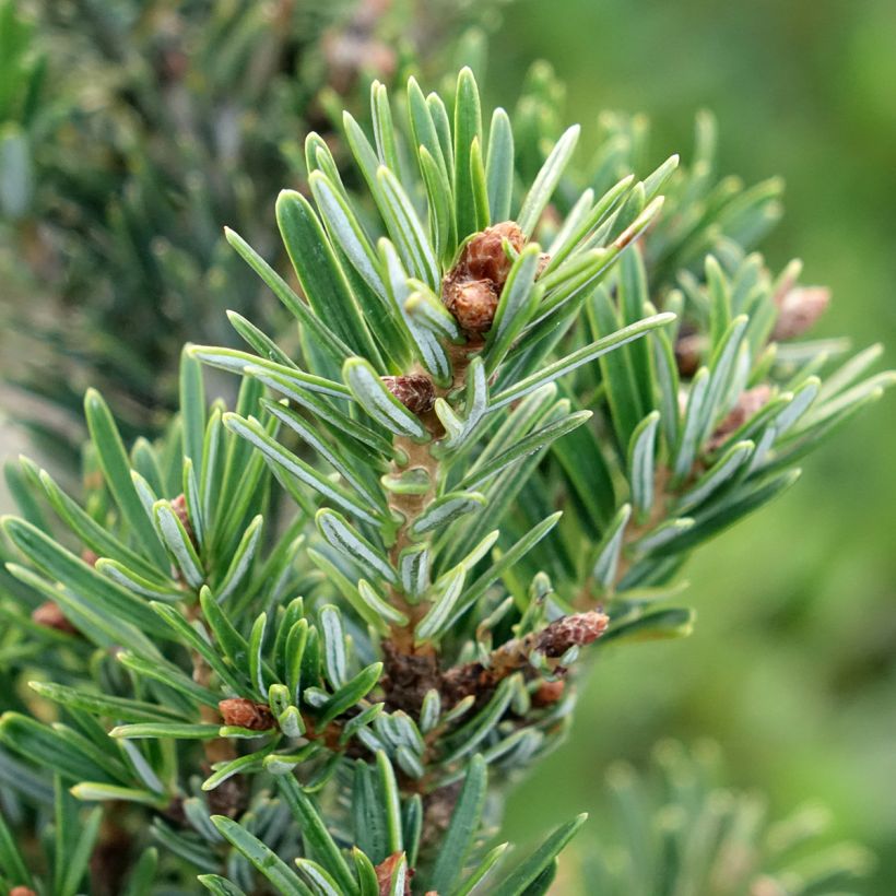 Abies nordmanniana Kulista (Folhagem)