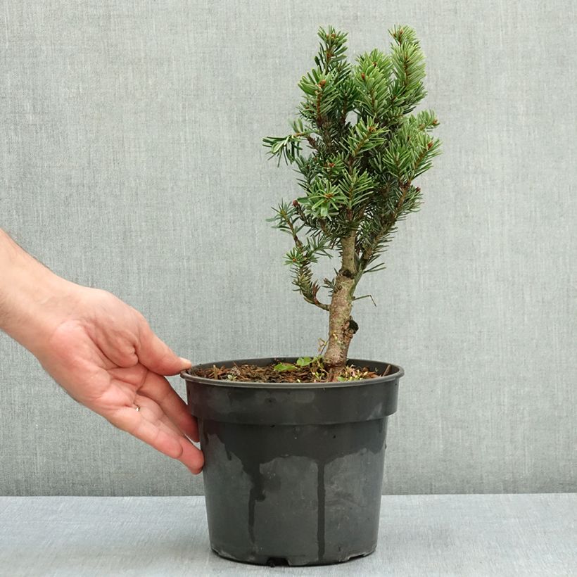 Amostra de Abies nordmanniana Kulista Vaso de 3 L/4 L tal como entregue no verão