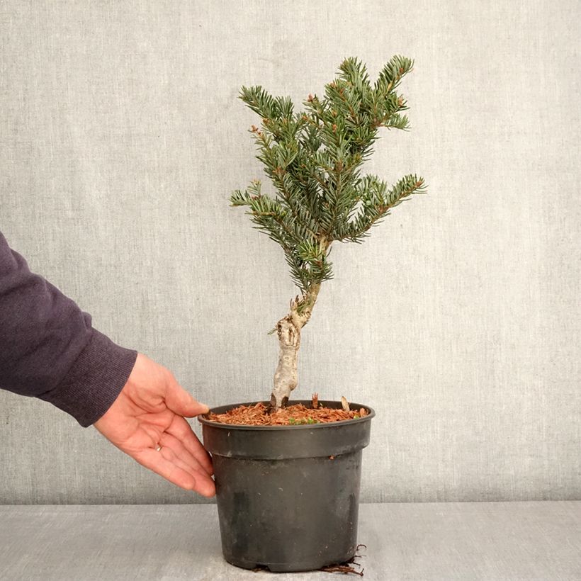 Amostra de Abies nordmanniana Kulista Vaso de 3 L/4 L tal como entregue na primavera