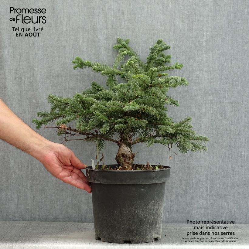 Amostra de Abies procera Bizarro Vaso de 7,5 L/10 L tal como entregue no verão