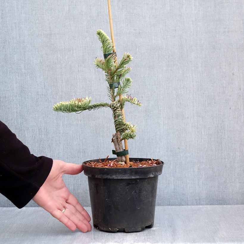 Amostra de Abies procera Sherwoodii Vaso de 3 L/4 L tal como entregue no outono