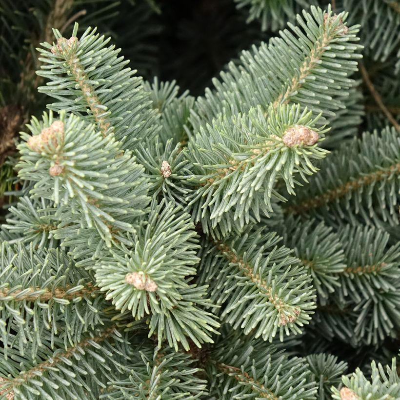 Abies lasiocarpa Compacta (Folhagem)
