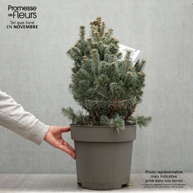 Amostra de Sapin subalpin - Abies lasiocarpa Compacta Pot de 6L/7L tal como entregue no outono