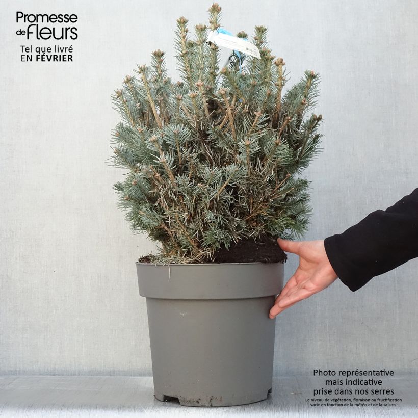 Amostra de Abies lasiocarpa Compacta Vaso de 6 L/7 L tal como entregue no inverno