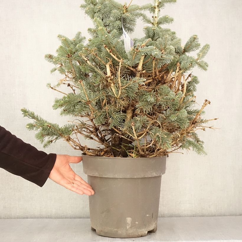 Amostra de Abies lasiocarpa Compacta Vaso de 6 L/7 L tal como entregue na primavera