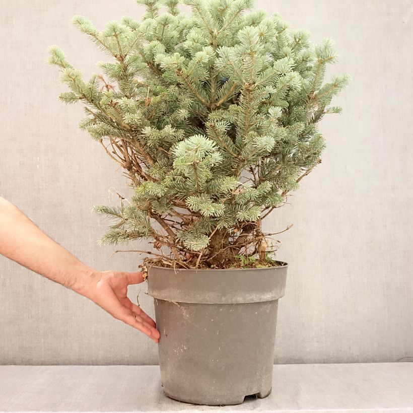 Amostra de Abies lasiocarpa Compacta Vaso de 6 L/7 L tal como entregue no verão