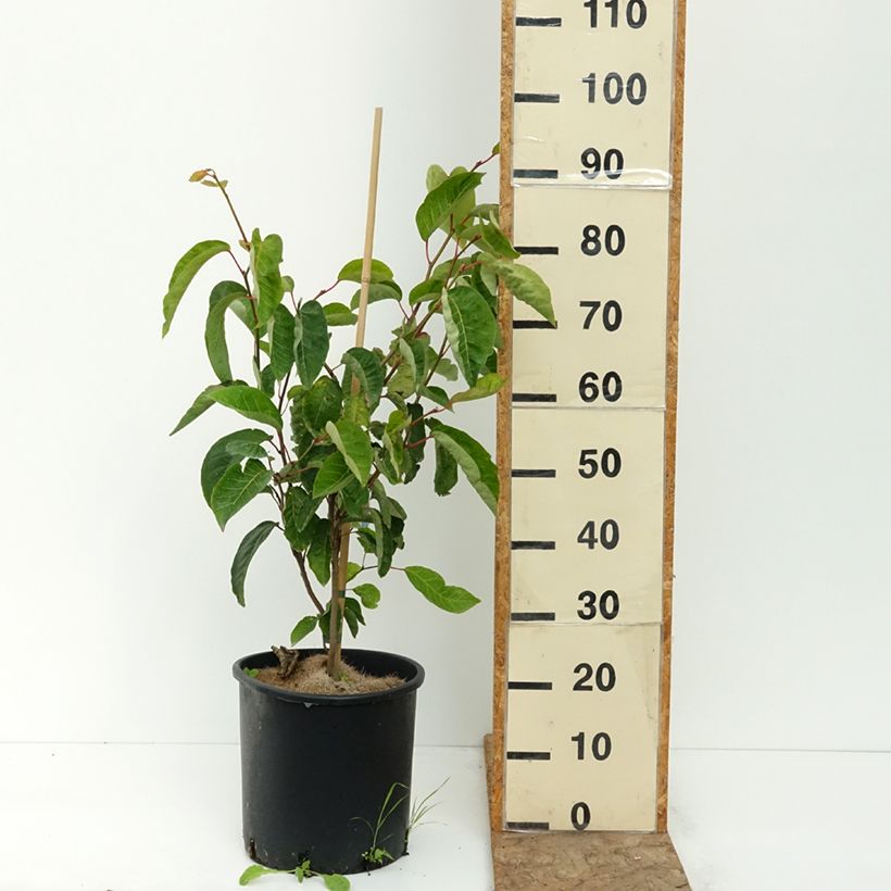 Amostra de Sapium japonicum Vaso de 12 L/15 L tal como entregue no verão