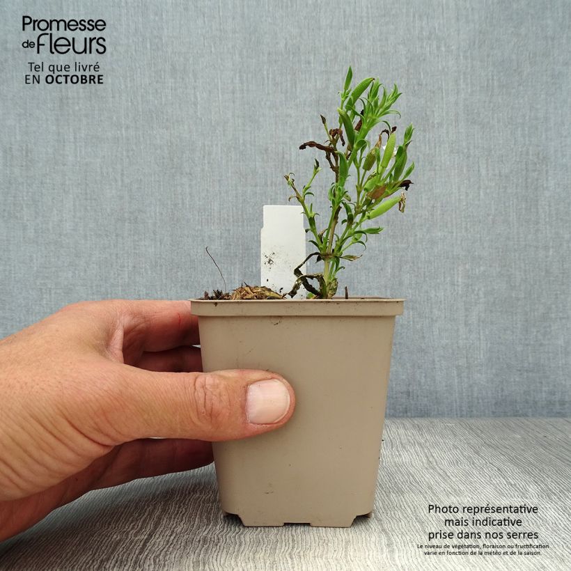 Amostra de Saponária Max Frei Vaso de 8/9 cm tal como entregue no outono