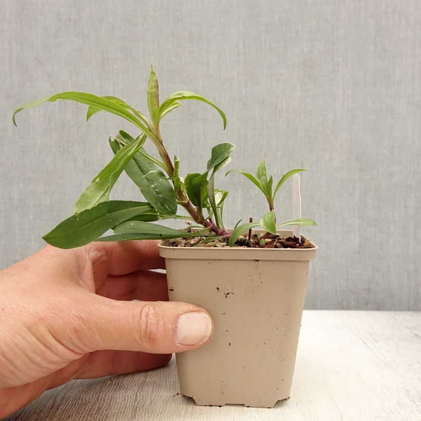 Amostra de Saponária Max Frei Vaso de 8/9 cm tal como entregue na primavera