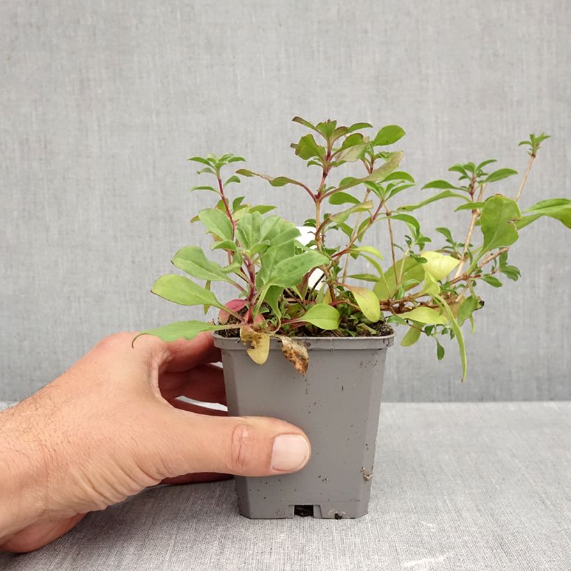 Amostra de Saponaria ocymoides Vaso de 8/9 cm tal como entregue no outono