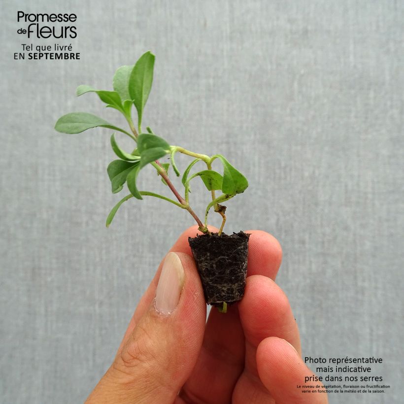 Amostra de Saponaria ocymoides - Saponaire de Montpellier Mini-torrão Ø 1,5/2,5 cm tal como entregue no outono